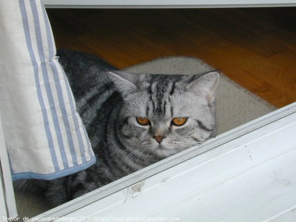 Photo de British shorthair