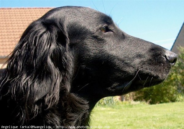 Photo de Retriever  poil plat