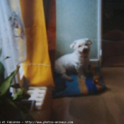 Photo de Bichon maltais