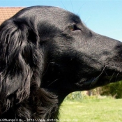 Photo de Retriever  poil plat