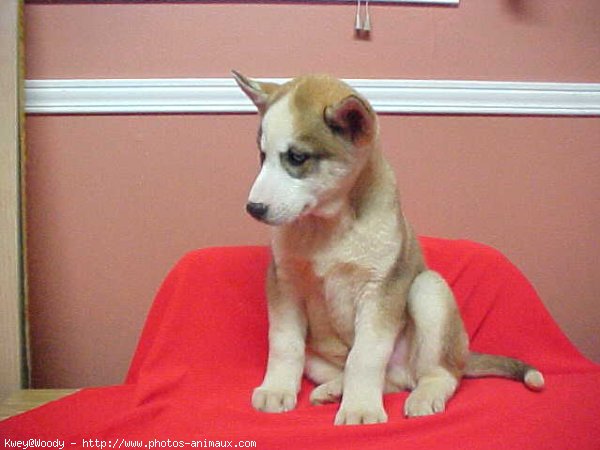 Photo de Husky siberien