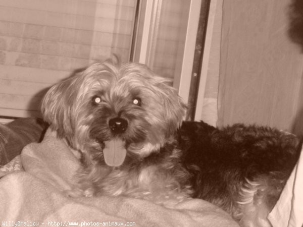 Photo de Yorkshire terrier