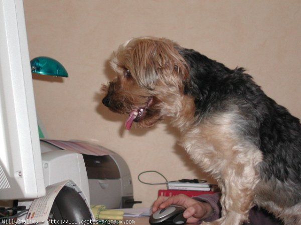 Photo de Yorkshire terrier