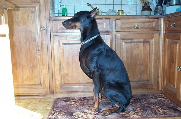 Photo de Dobermann