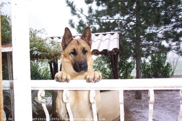 Photo de Berger allemand  poil court