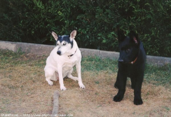 Photo de Berger allemand  poil court