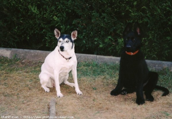 Photo de Berger allemand  poil court