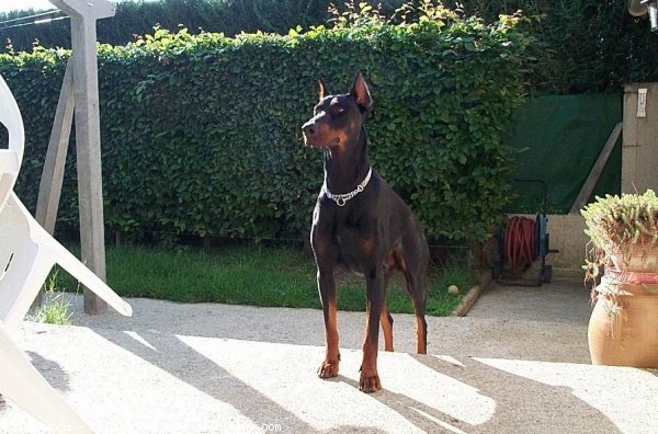 Photo de Dobermann