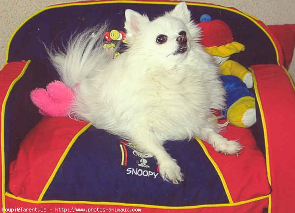 Photo de Spitz moyen