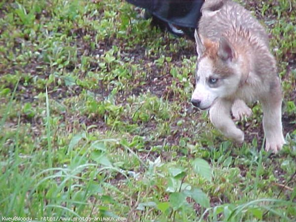 Photo de Husky siberien