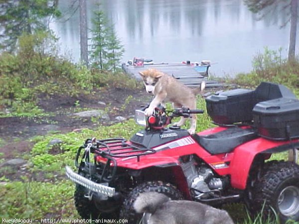 Photo de Husky siberien