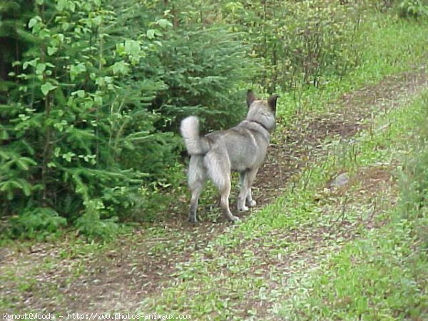 Photo de Husky siberien