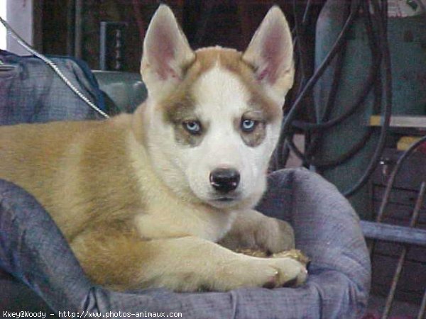 Photo de Husky siberien