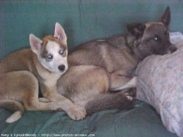 Photo de Husky siberien