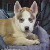 Photo de Husky siberien