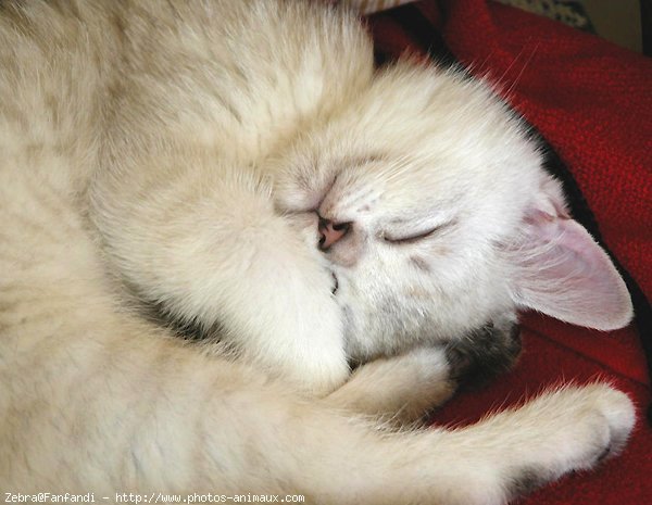 Photo de British shorthair