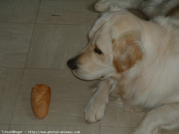 Photo de Golden retriever