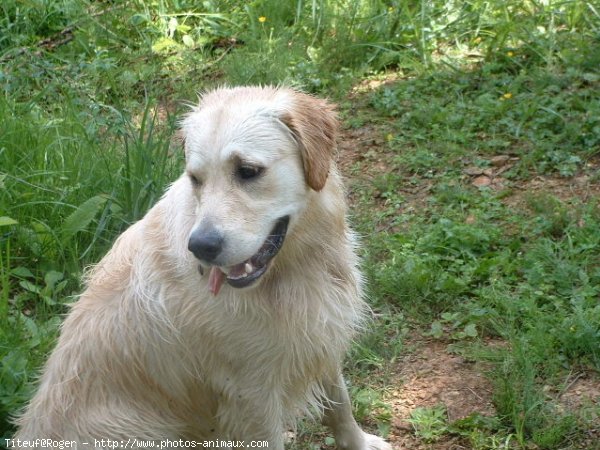 Photo de Golden retriever