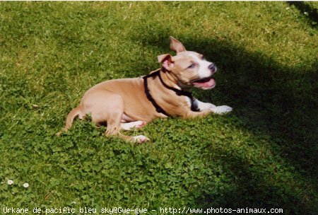 Photo d'American staffordshire terrier