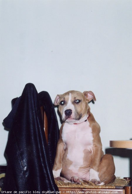 Photo d'American staffordshire terrier