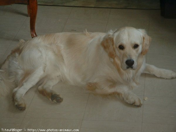 Photo de Golden retriever