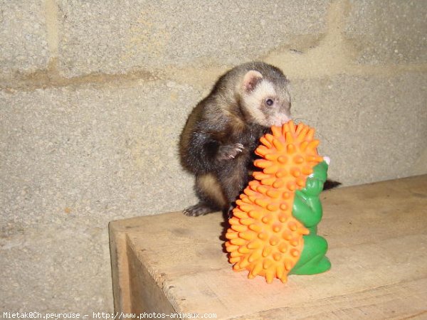 Photo de Furet