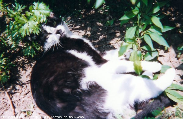 Photo de Chat domestique