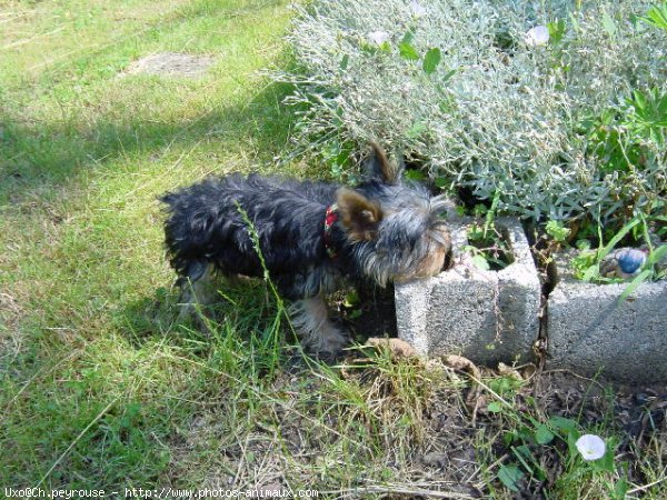 Photo de Yorkshire terrier