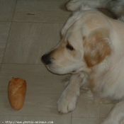 Photo de Golden retriever