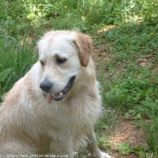 Photo de Golden retriever