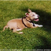 Photo d'American staffordshire terrier