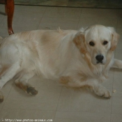 Photo de Golden retriever