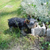 Photo de Yorkshire terrier