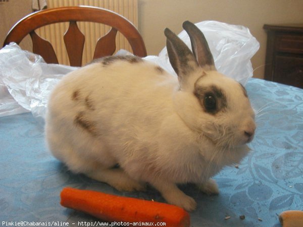 Photo de Lapin