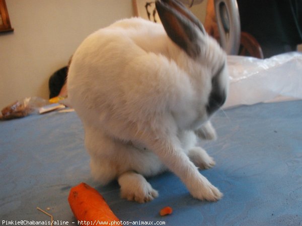 Photo de Lapin