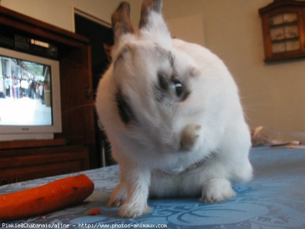 Photo de Lapin