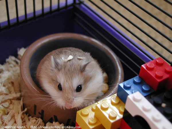 Photo de Hamster