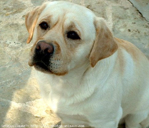 Photo de Labrador retriever