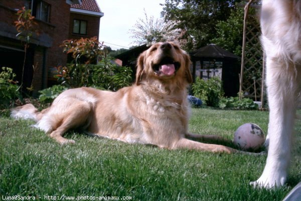 Photo de Golden retriever