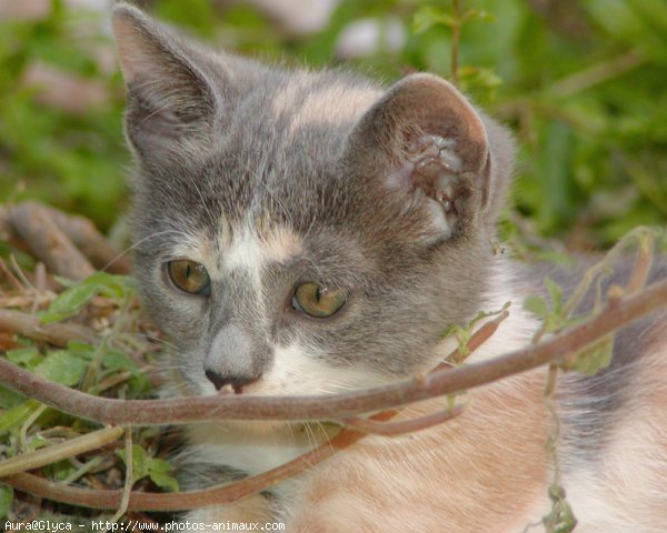 Photo de Chat domestique