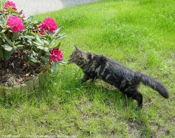 Photo de Chat domestique