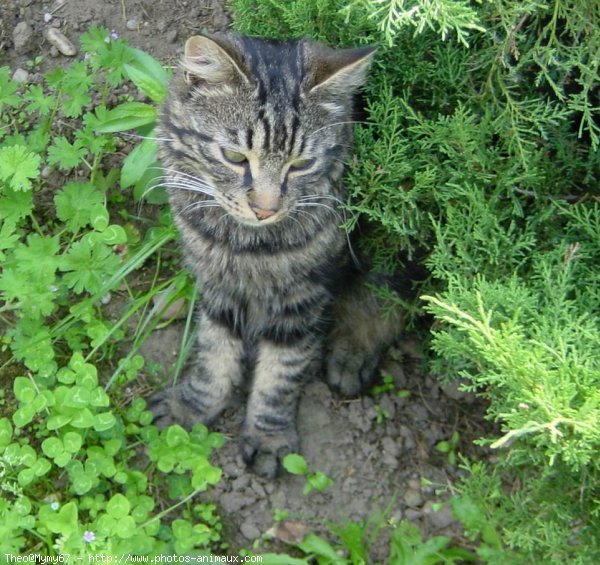 Photo de Chat domestique