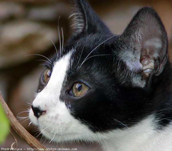 Photo de Chat domestique