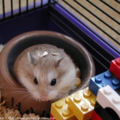 Photo de Hamster