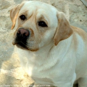 Photo de Labrador retriever