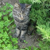 Photo de Chat domestique