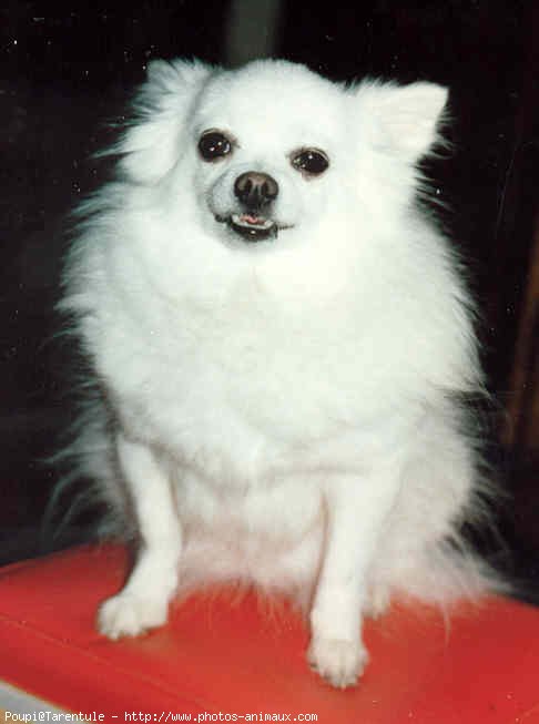 Photo de Spitz moyen