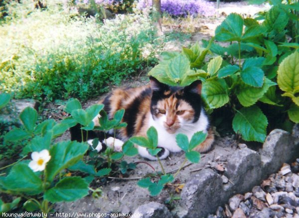 Photo de Chat domestique