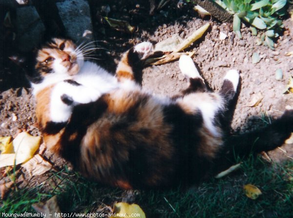 Photo de Chat domestique