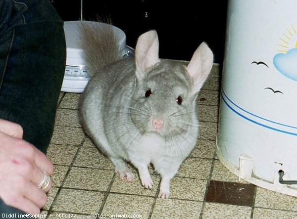 Photo de Chinchilla